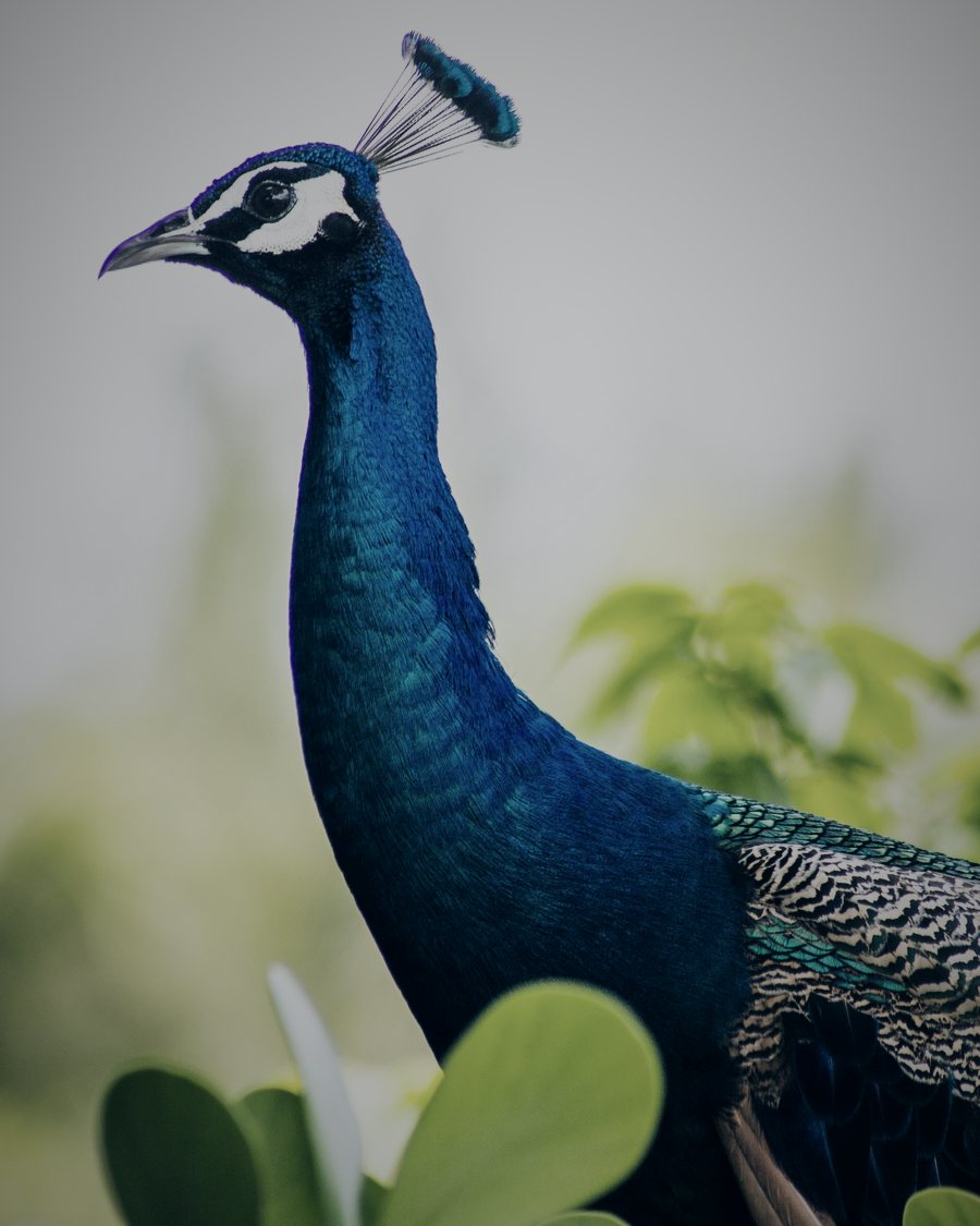 A peacock in Pinecrest, Florida