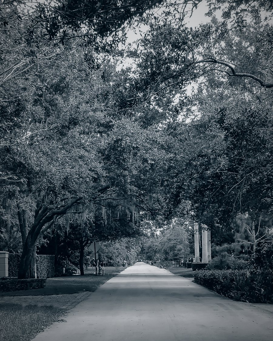 A tree-canopied residential street in South Florida